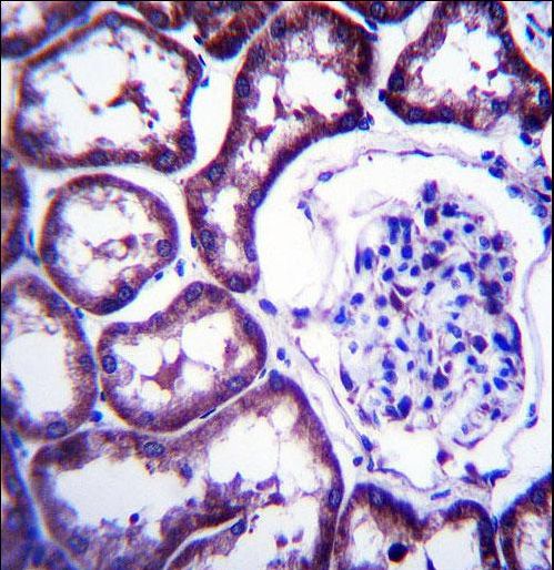 TXNDC15 Antibody immunohistochemistry of formalin-fixed and paraffin-embedded human kidney tissue followed by peroxidase-conjugated secondary antibody and DAB staining.