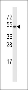 TXNDC15 Antibody western blot of MCF-7 cell line lysates (35 ug/lane). The TXNDC15 antibody detected the TXNDC15 protein (arrow).
