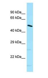 Dnajc21 antibody Western Blot of Mouse Small Intestine.