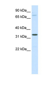 DUXBL antibody LS-C30122 Western blot of SP2/0 cell lysate.