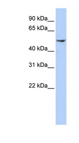 DCTN2 antibody LS-C112194 Western blot of Jurkat lysate.