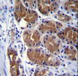 DCTN2 Antibody immunohistochemistry of formalin-fixed and paraffin-embedded human stomach tissue followed by peroxidase-conjugated secondary antibody and DAB staining.