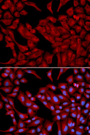 Immunofluorescence analysis of U2OS cell using DCTN2 antibody. Blue: DAPI for nuclear staining.