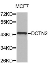 Western blot analysis of extracts of MCF7 cell line, using DCTN2 antibody.