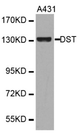 Western blot analysis of extracts of various cell lines, using DST antibody.