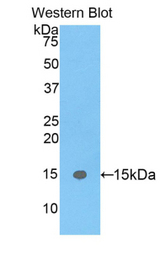 Western blot of recombinant E-FABP / FABP5.