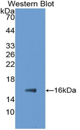 Western blot of recombinant E-FABP / FABP5.