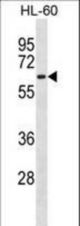 CLK2 Antibody western blot of HL-60 cell line lysates (35 ug/lane). The CLK2 antibody detected the CLK2 protein (arrow).