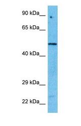 Western blot of CLK2 Antibody with human Jurkat Whole Cell lysate.