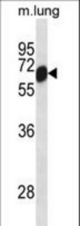 Mouse Clk2 Antibody western blot of mouse lung tissue lysates (35 ug/lane). The Clk2 antibody detected the Clk2 protein (arrow).