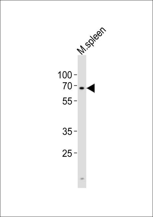 Western blot of lysate from mouse spleen tissue lysate, using Clk2 Antibody. Antibody was diluted at 1:1000. A goat anti-rabbit IgG H&L (HRP) at 1:10000 dilution was used as the secondary antibody. Lysate at 20ug.