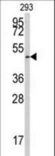 Western blot of anti-E2F1 Antibody (S332) in 293 cell line lysates (35 ug/lane). E2F1 (arrow) was detected using the purified antibody.