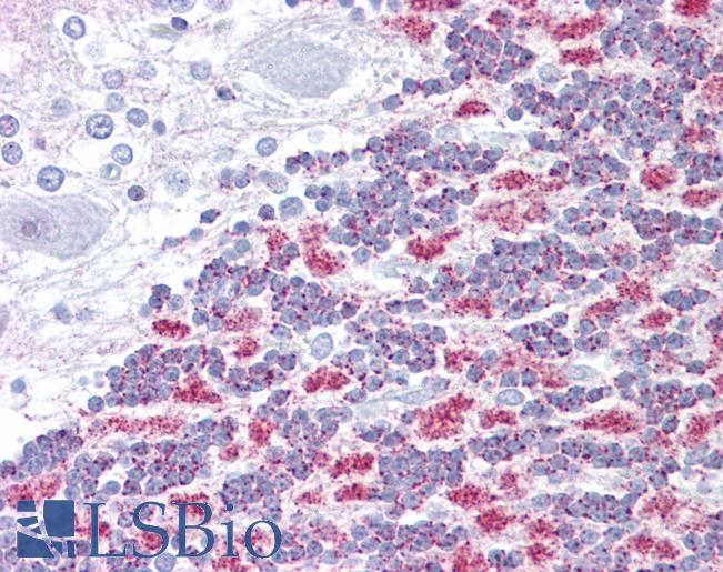 Anti-E2F2 antibody IHC of human brain, cerebellum. Immunohistochemistry of formalin-fixed, paraffin-embedded tissue after heat-induced antigen retrieval. Antibody LS-B6615 concentration 5 ug/ml.