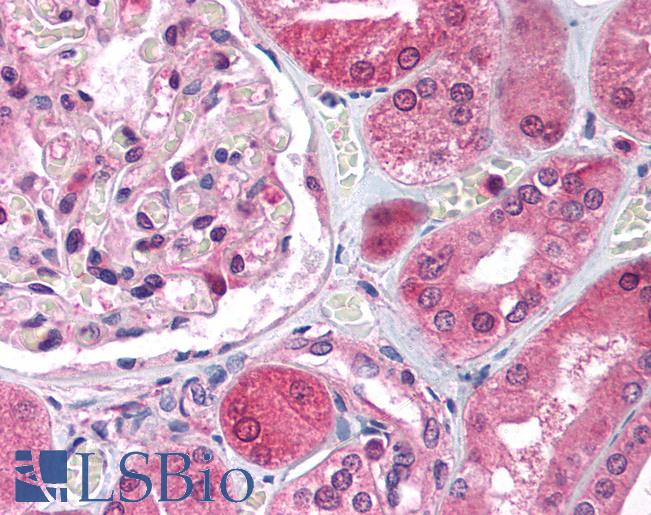 Anti-E2F3 antibody IHC of human kidney. Immunohistochemistry of formalin-fixed, paraffin-embedded tissue after heat-induced antigen retrieval. Antibody LS-B1522 concentration 5 ug/ml.