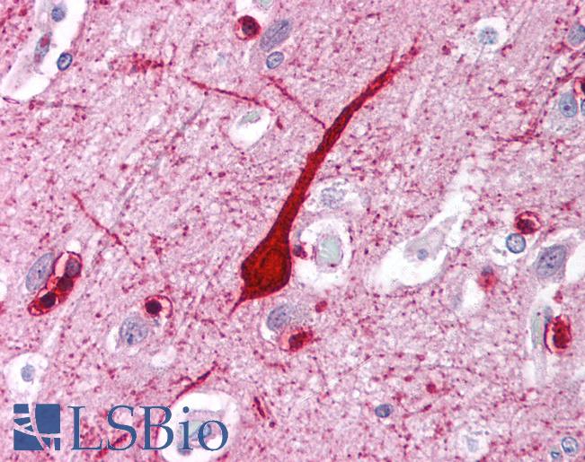 Anti-E2F4 antibody IHC of human brain, cortex. Immunohistochemistry of formalin-fixed, paraffin-embedded tissue after heat-induced antigen retrieval. Antibody LS-B1532 concentration 5 ug/ml.
