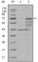 Western blot using CHIT1 mouse monoclonal antibody against truncated Trx-CHIT1 recombinant protein (1) and truncated CHIT1 (aa22-466)-hIgGFc transfected CHO-K1 cell lysate (2).
