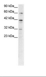 HepG2 Cell Lysate