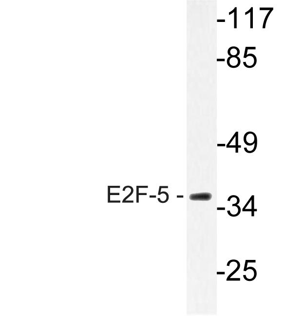 Western blot of E2F-5 (L142) pAb in extracts from HeLa cells.