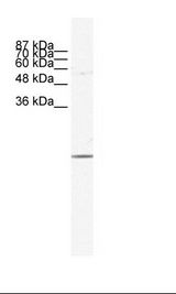 HepG2 Cell Lysate