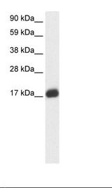 Placenta Lysate