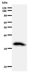 Western blot of immunized recombinant protein using E2F6 antibody.