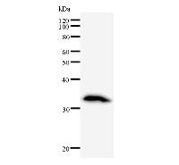 Western blot analysis of immunized recombinant protein, using anti-E2F6 monoclonal antibody.