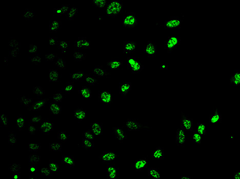 Immunofluorescence analysis of HeLa cell using E2F6 antibody.
