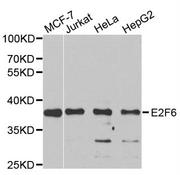 Western blot analysis of extracts of various cell lines, using E2F6 antibody.