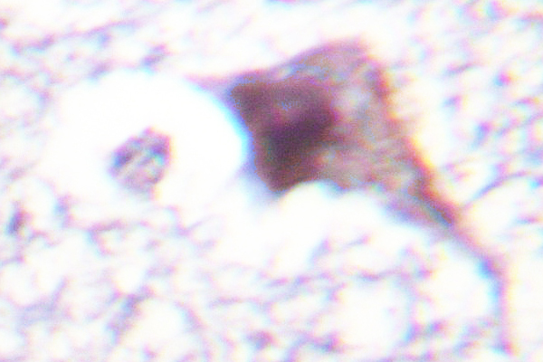 IHC of E2F6 (E170) pAb in paraffin-embedded human brain tissue.