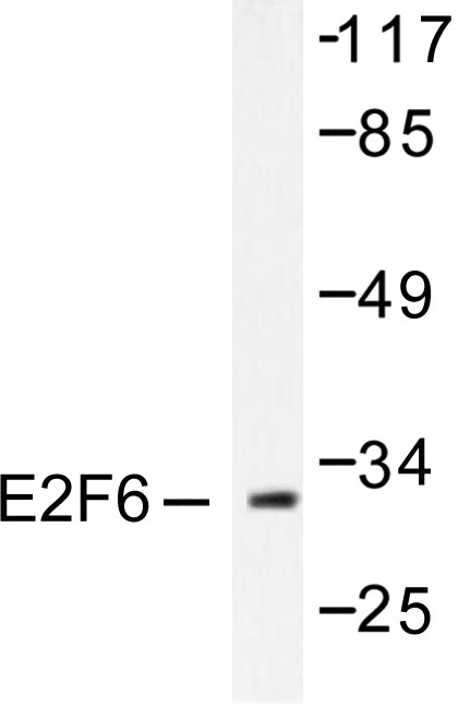Western blot of E2F6 (E170) pAb in extracts from HepG2 cells.