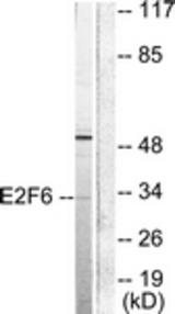 Western blot of extracts from HepG2 cells, using E2F6 Antibody. The lane on the right is treated with the synthesized peptide.