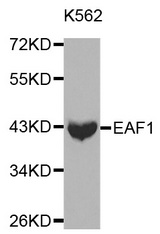 Western blot analysis of K562 cell lysate using EAF1 antibody.