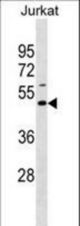 EAF1 Antibody western blot of Jurkat cell line lysates (35 ug/lane). The EAF1 antibody detected the EAF1 protein (arrow).