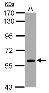 Sample (30 ug of whole cell lysate) A: THP-1 7.5% SDS PAGE EBF1 antibody diluted at 1:1000