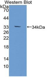 Western blot of recombinant EBF / EBF1.