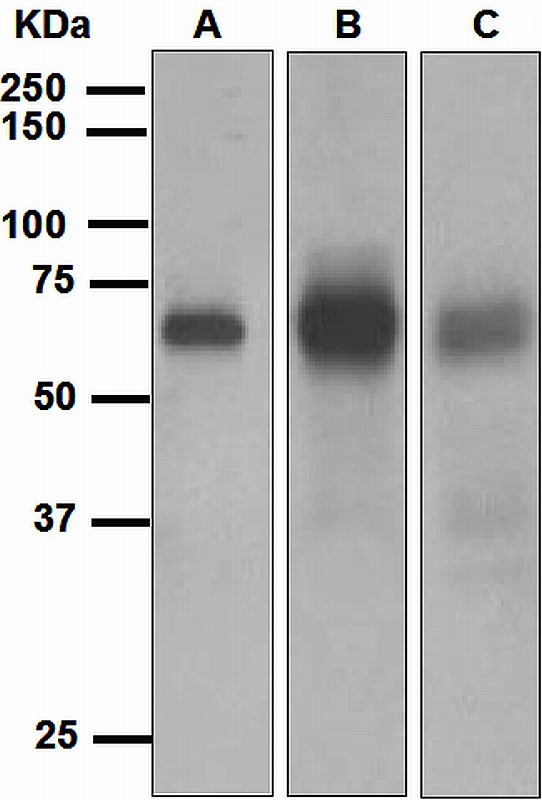 Western blot analysis on (A) Raji, (B) Daudi, and (C) 3T3-LI cell lysates using anti-EBF1 antibody.