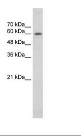 HepG2 Cell Lysate