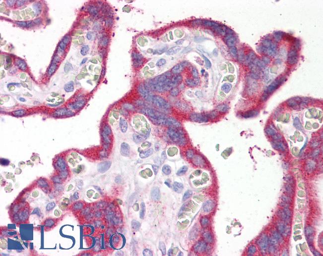 Anti-EBI3 antibody IHC of human placenta. Immunohistochemistry of formalin-fixed, paraffin-embedded tissue after heat-induced antigen retrieval. Antibody LS-B7207 dilution 1:100.