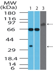 Western blot of EBI3 in Jurkat cell lysate in the 1) absence and 2) presence of immunizing peptide at 2 ug/ml and 3) recombinant human IL-35 protein at 5 ug/ml using EBI3 antibody.