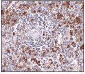 Immunohistochemistry of EBI3 in human spleen tissue with LS-C82902 at 2.5 µg/ml.