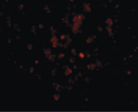 Immunofluorescence of EBI3 in Human Spleen cells with EBI3 antibody at 20 ug/ml.