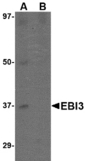 Western blot of EBI3 in K562 lysate with EBI3 antibody at 1 ug/ml in (A) the absence and (B) the presence of blocking peptide.