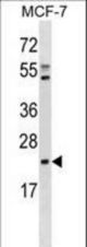 EBP Antibody western blot of MCF-7 cell line lysates (35 ug/lane). The EBP antibody detected the EBP protein (arrow).
