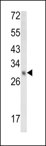 Western blot of EBP Antibody in mouse kidney tissue lysates (35 ug/lane). EBP (arrow) was detected using the purified antibody.