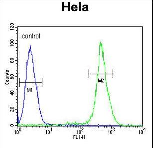 EBP Antibody flow cytometry of HeLa cells (right histogram) compared to a negative control cell (left histogram). FITC-conjugated goat-anti-rabbit secondary antibodies were used for the analysis.