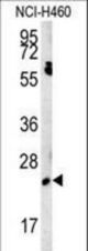 EBPL Antibody western blot of NCI-H460 cell line lysates (15 ug/lane). The EBPL antibody detected the EBPL protein (arrow).