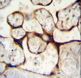 ECE1 Antibody immunohistochemistry of formalin-fixed and paraffin-embedded human placenta tissue followed by peroxidase-conjugated secondary antibody and DAB staining.