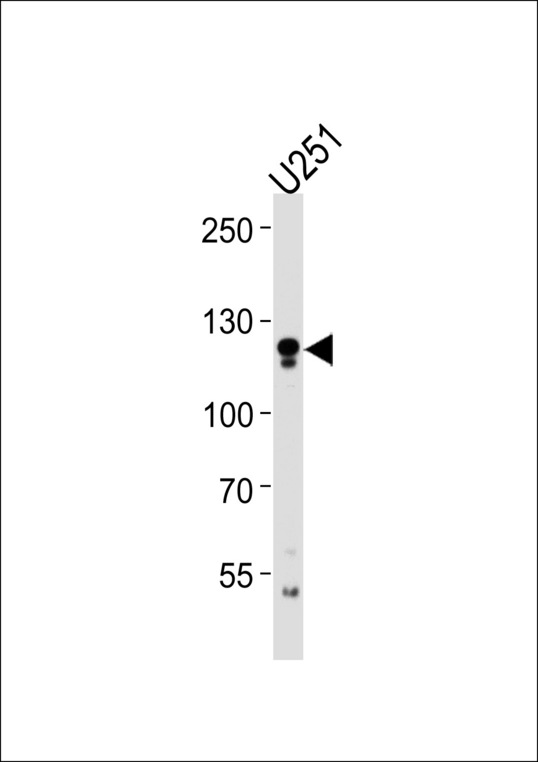 ECE2 Antibody western blot of U251 cell line lysates (35 ug/lane). The ECE2 antibody detected the ECE2 protein (arrow).