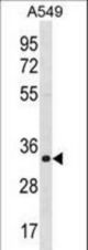 ECH1 Antibody western blot of A549 cell line lysates (35 ug/lane). The ECH1 antibody detected the ECH1 protein (arrow).