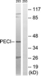 Western blot of extracts from 293 cells, using PECI Antibody. The lane on the right is treated with the synthesized peptide.